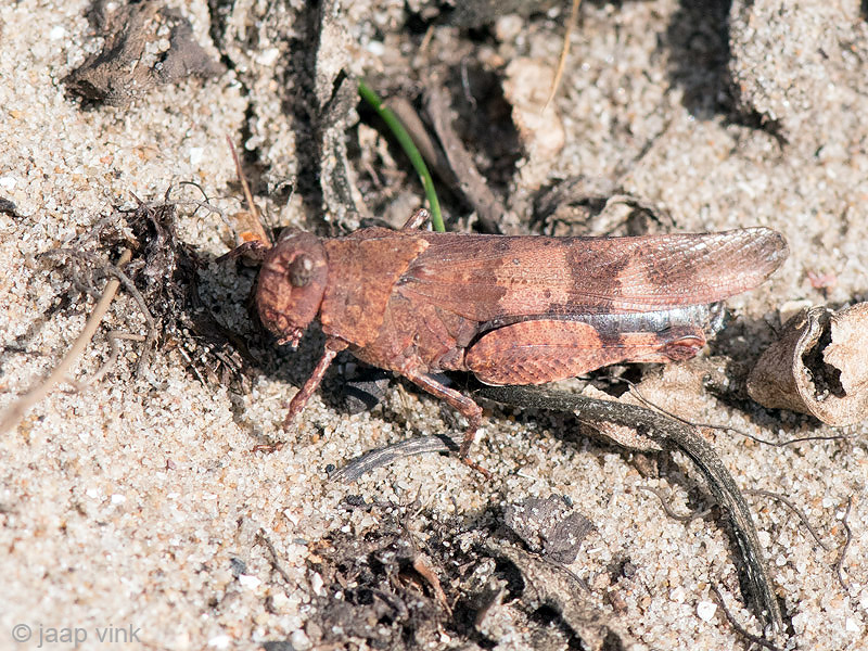 Blue-winged Grasshopper - Blauwvleugelsprinkhaan - Oedipoda caerulescens
