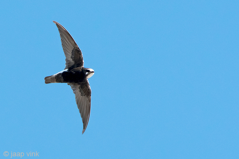 Little Swift - Huisgierzwaluw - Apus affinis