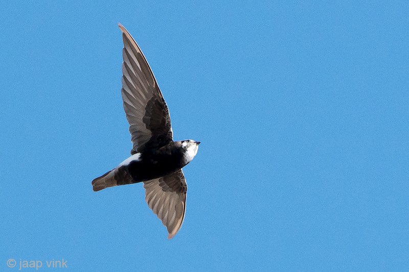 Little Swift - Huisgierzwaluw - Apus affinis