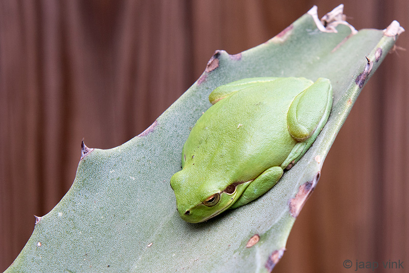 Mediterranean Tree Frog - Mediterrane Boomkikker - Hyla meridionalis
