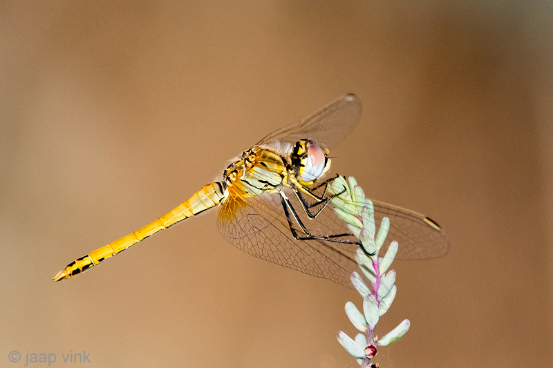 Red-veined Darter - Zwervende Heidelibel - Sympetrum fonscolombii 