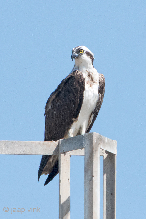 Osprey - Visarend - Pandion haliaetus