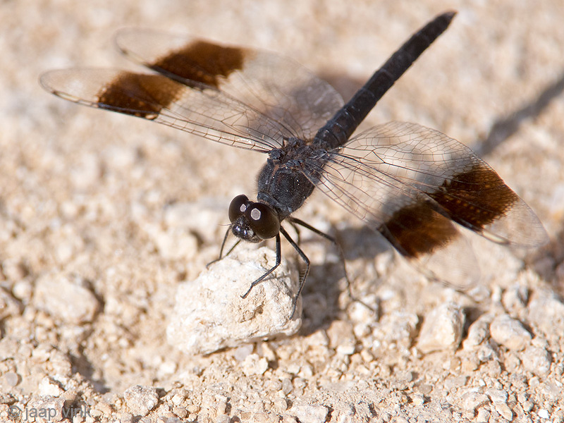Banded Groundling - Noordelijke Bandgrondlibel - Brachythemis impartita
