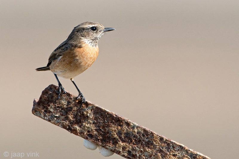 Eurasian Stonechat - Roodborsttapuit - Saxicola rubicola