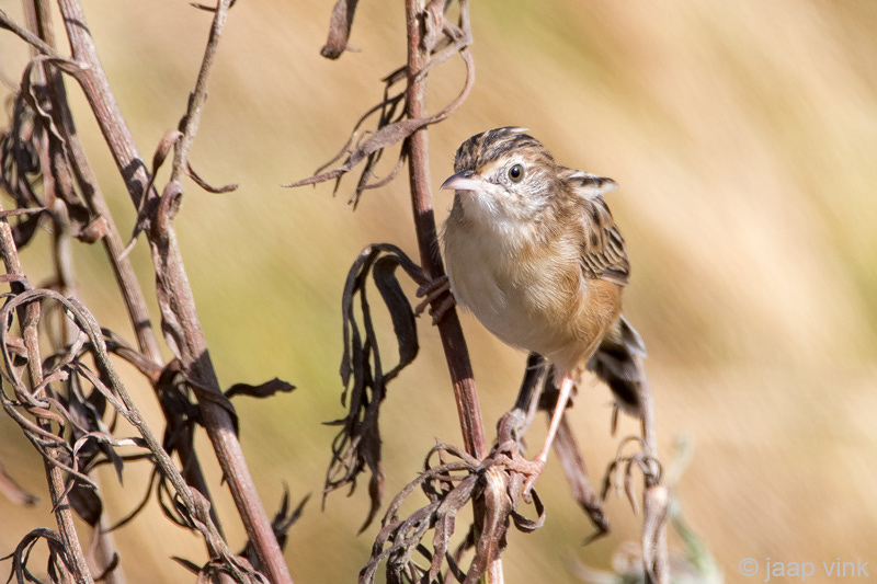 Zitting Cisticola - Graszanger - Cisticola juncidis
