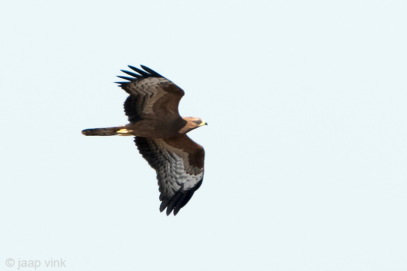 Honey Buzzard - Wespendief - Pernis apivorus