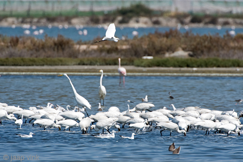 Spoonbill - Lepelaar - Platalea leucorodia