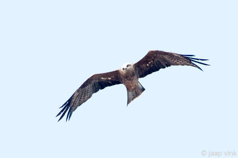 Black Kite - Zwarte Wouw -  Milvus migrans