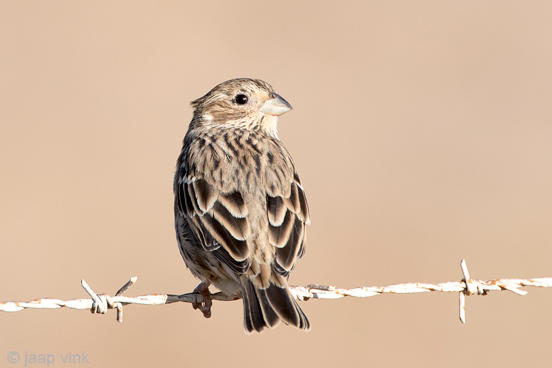 Corn Bunting - Grauwe Gors - Emberiza calandra
