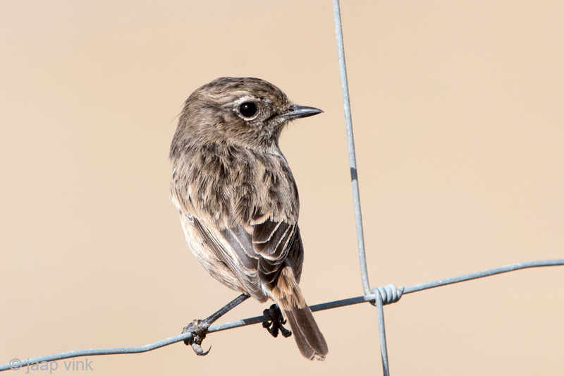 Eurasian Stonechat - Roodborsttapuit - Saxicola rubicola