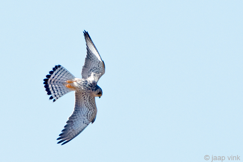 Lesser Kestrel - Kleine Torenvalk - Falco naumanni