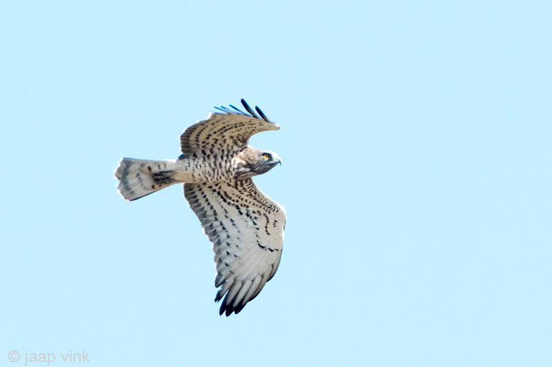 Short-toed Eagle - Slangenarend - Circaetus gallicus