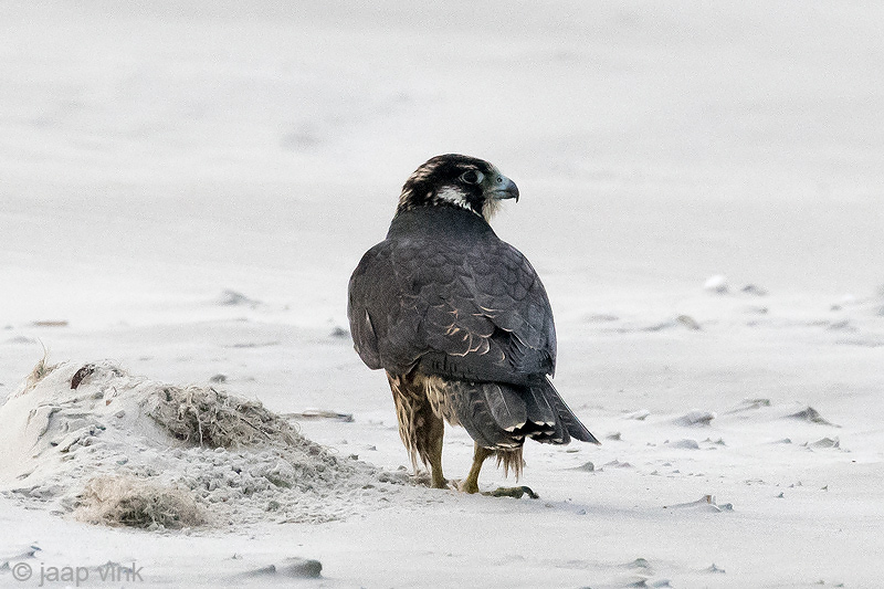 Peregrine - Slechtvalk - Falco peregrinus