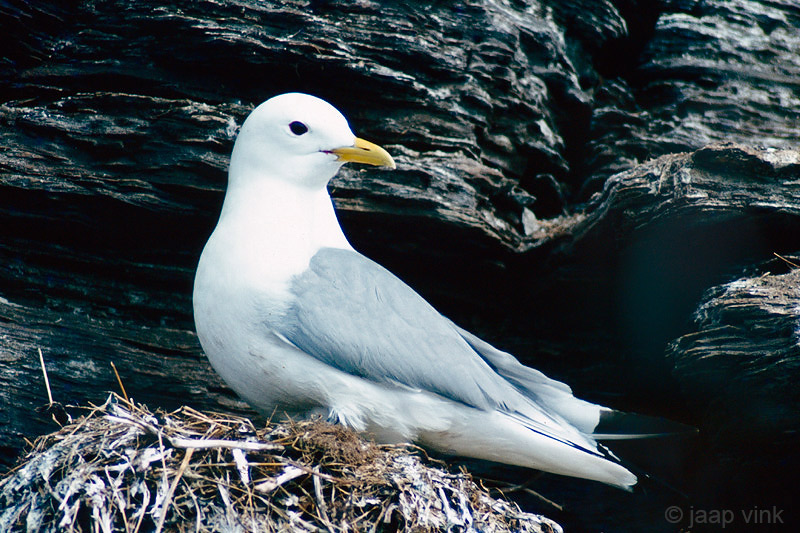 Black-legged Kittiwake - Drieteenmeeuw - Rissa tridactyla 