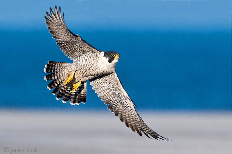 Peregrine - Slechtvalk - Falco peregrinus