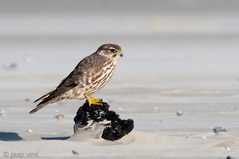 Merlin - Smelleken - Falco columbarius