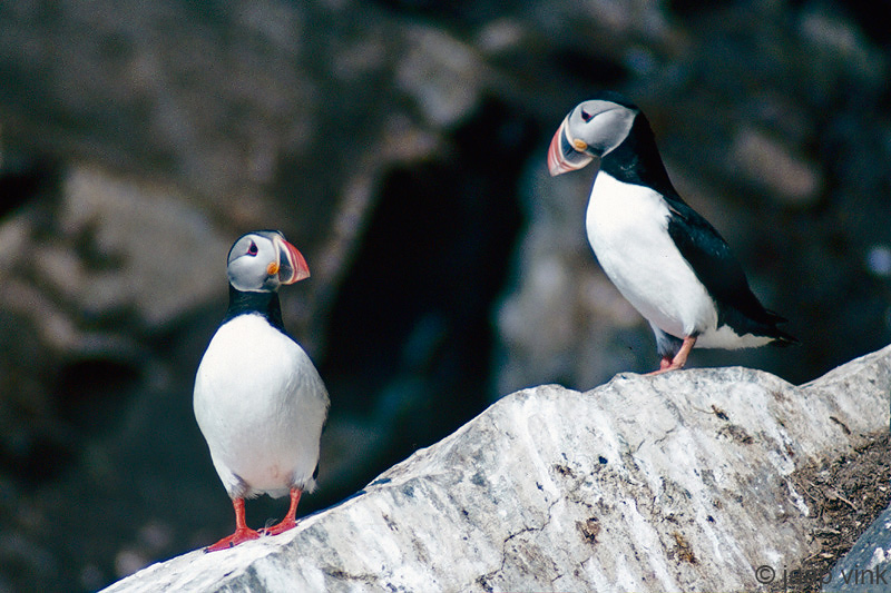 Atlantic Puffin - Papegaaiduiker -  Fratercula arctica