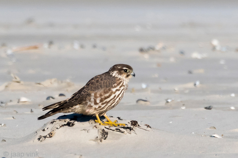 Merlin - Smelleken - Falco columbarius