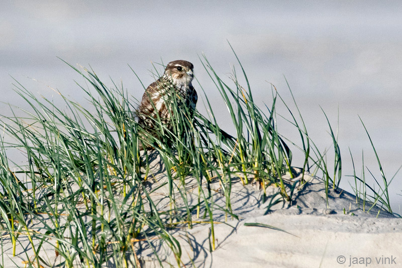 Merlin - Smelleken - Falco columbarius