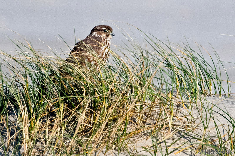 Merlin - Smelleken - Falco columbarius