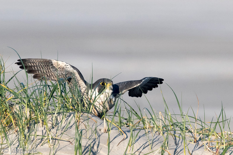 Peregrine - Slechtvalk - Falco peregrinus