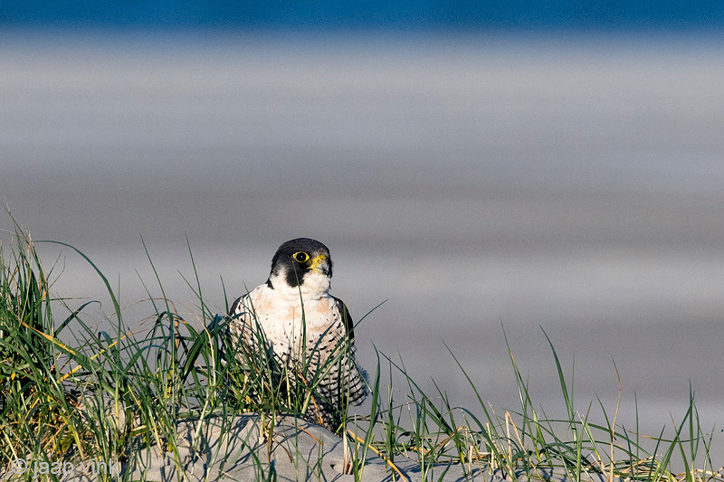 Peregrine - Slechtvalk - Falco peregrinus