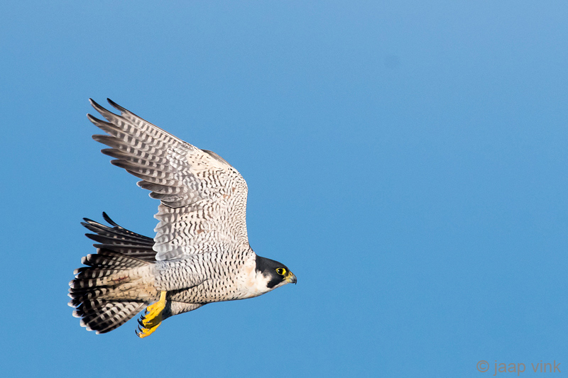 Peregrine - Slechtvalk - Falco peregrinus