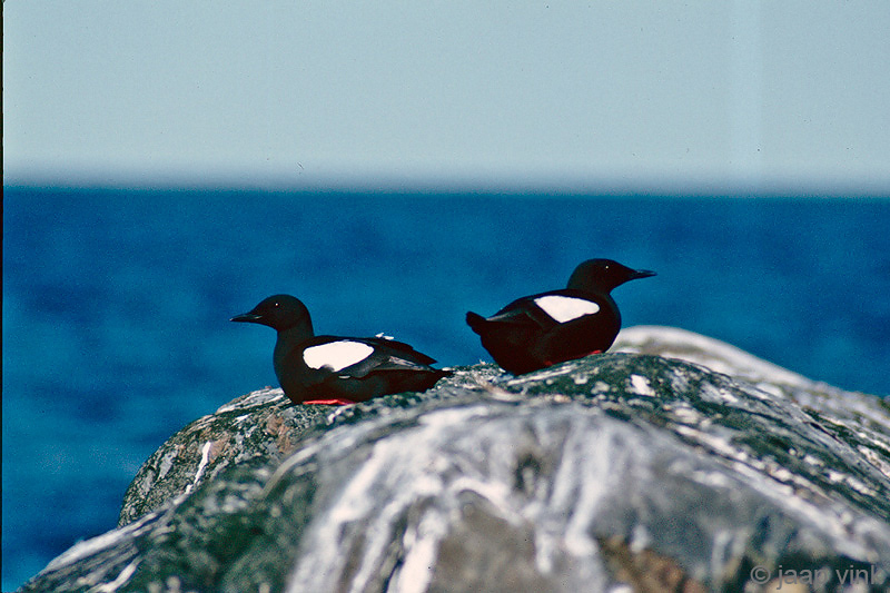 Black Guillemot - Zwarte Zeekoet - Cepphus grylle