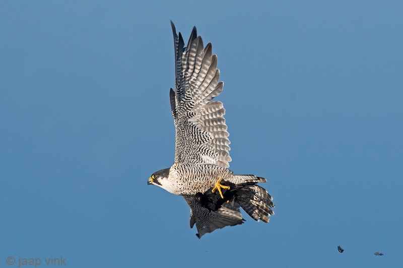 Peregrine - Slechtvalk - Falco peregrinus