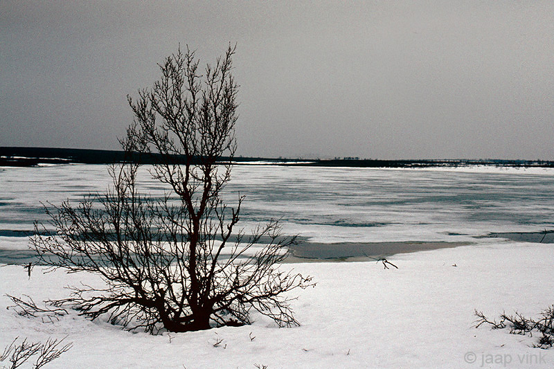 Jakobselva