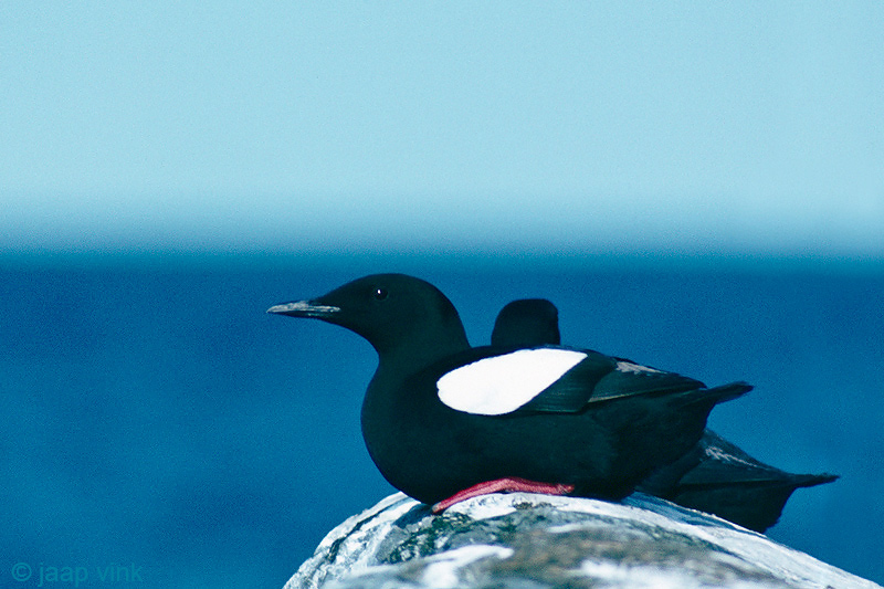 Black Guillemot - Zwarte Zeekoet - Cepphus grylle
