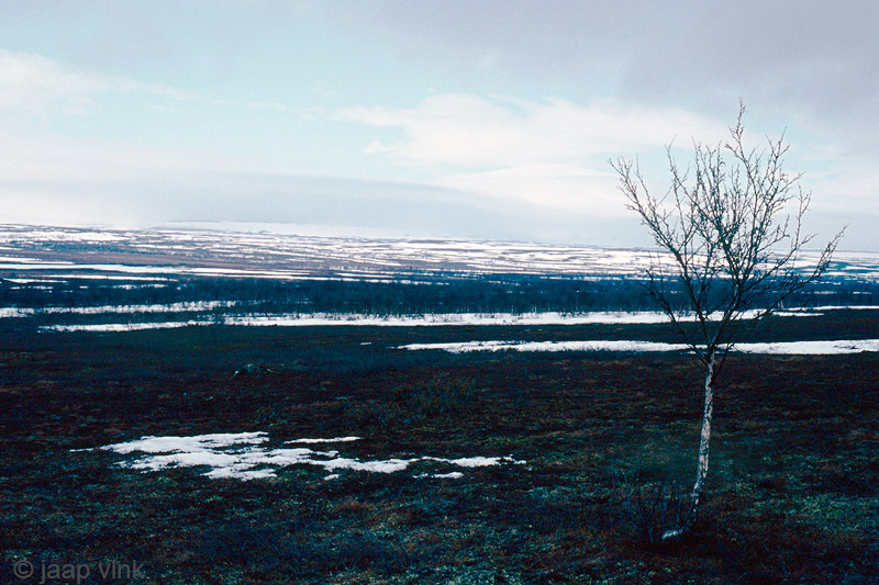 Bergebyelva