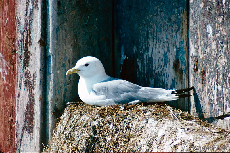 Black-legged Kittiwake - Drieteenmeeuw - Rissa tridactyla 