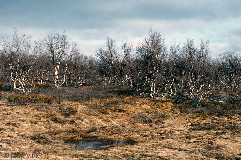 Bergebyelva