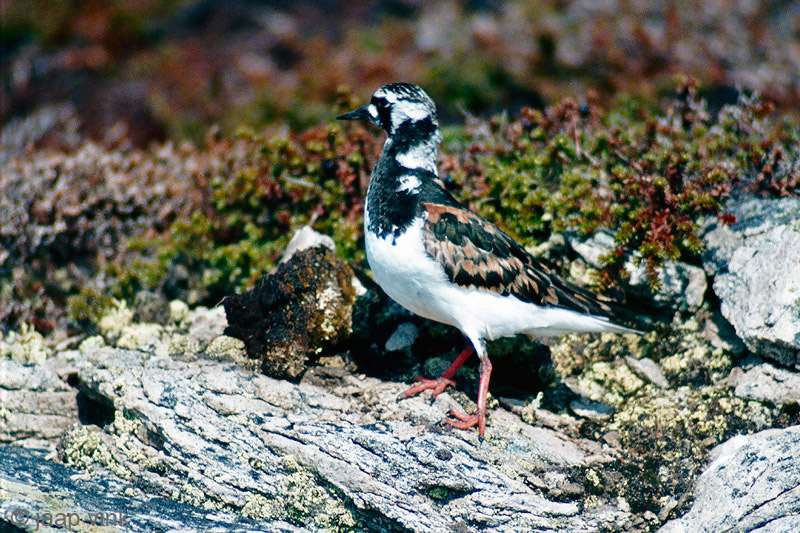 Ruddy Turnstone - Steenloper - Arenaria interpres