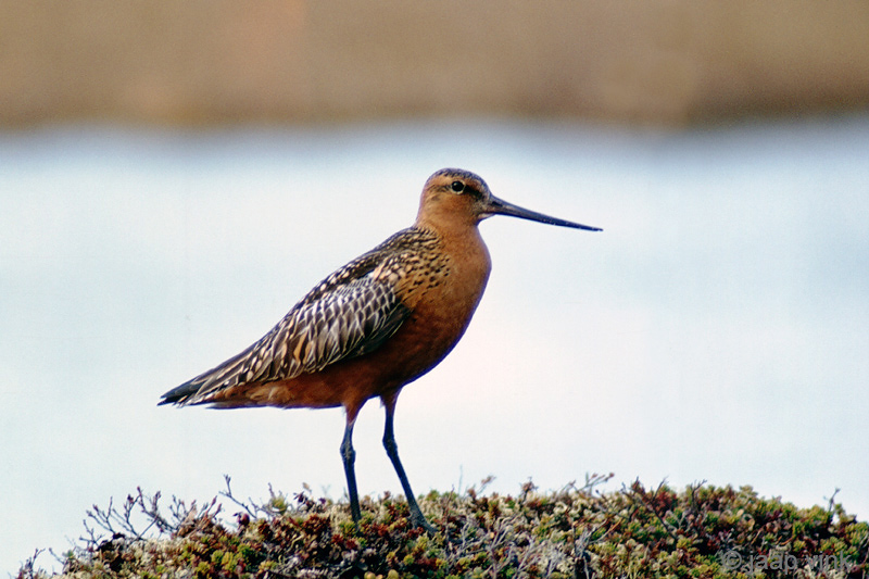 Bar-tailed Godwit - Rosse Grutto - Limosa lapponica