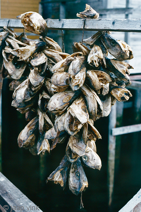 Fish heads - Viskoppen