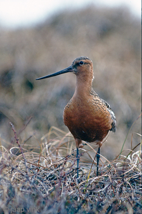 Bar-tailed Godwit - Rosse Grutto - Limosa lapponica