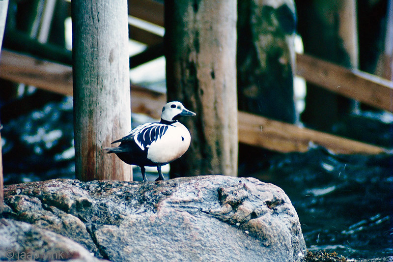 Stellers Eider - Stellers Eidereend - Polysticta stelleri