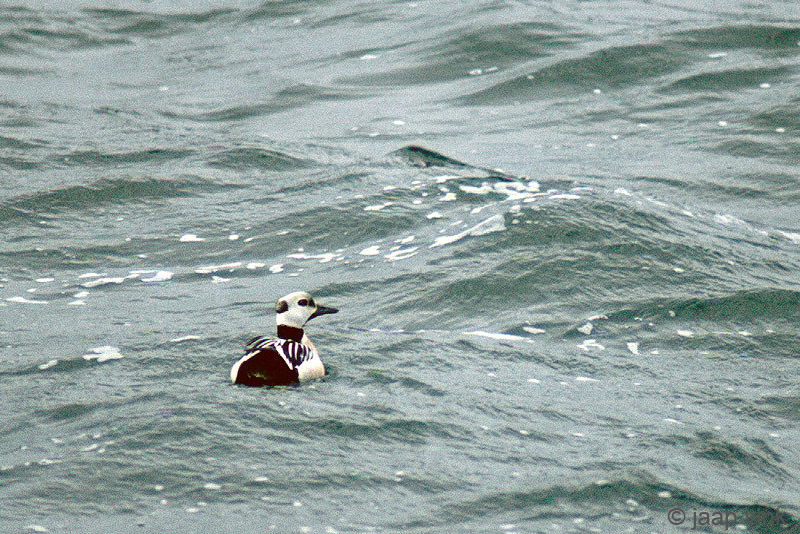 Stellers Eider - Stellers Eidereend - Polysticta stelleri