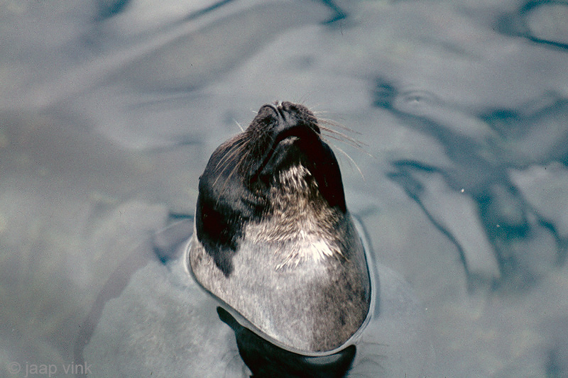 Harp Seal - Zadelrob - Pagophilus groenlandicus