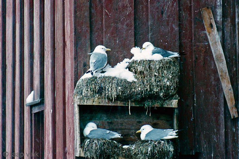 Black-legged Kittiwake - Drieteenmeeuw - Rissa tridactyla 