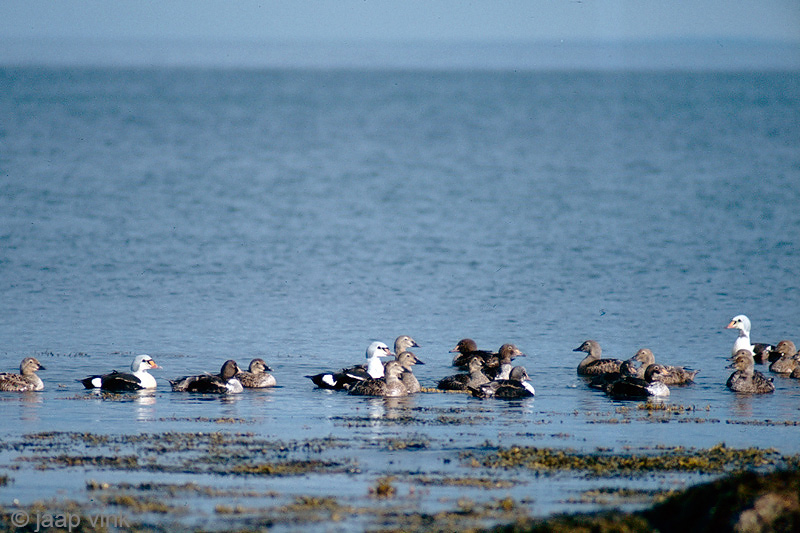 King Eider - Koningseider - Somateria spectabilis