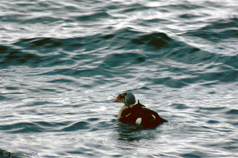 King Eider - Koningseider - Somateria spectabilis