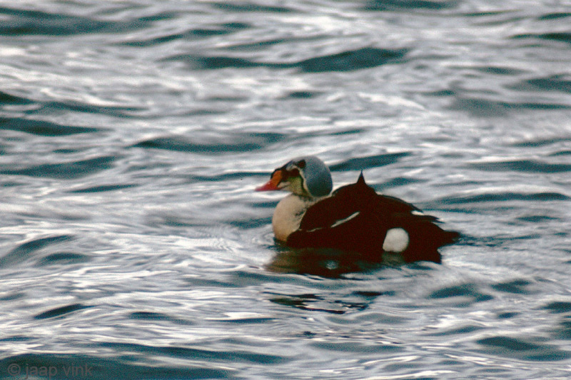 King Eider - Koningseider - Somateria spectabilis