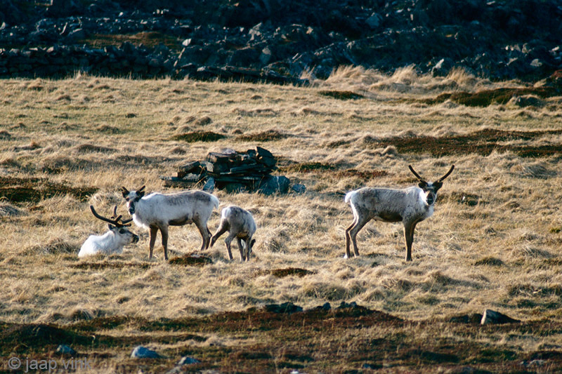 Reindeer - Rendier - Rangifer tarandus