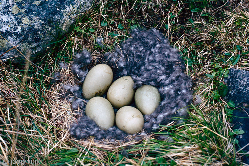 Common Eider - Eidereend - Somateria mollissima