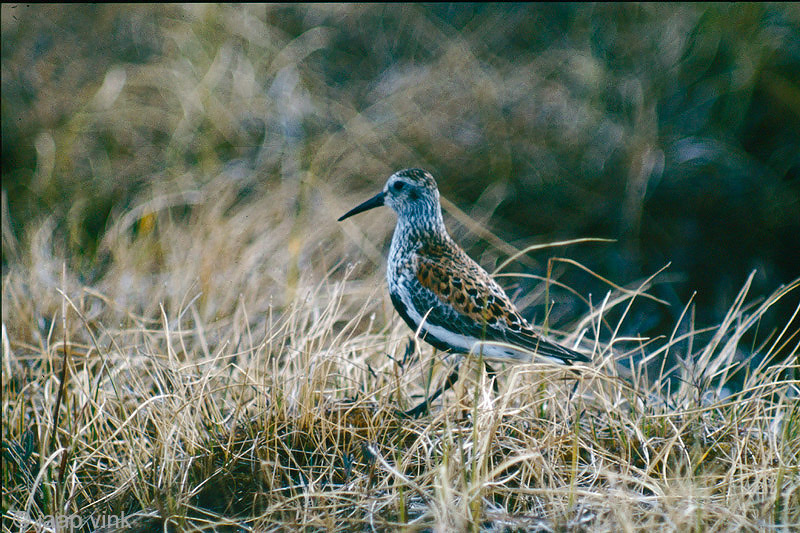 Dunlin - Bonte Strandloper - Calidris alpina