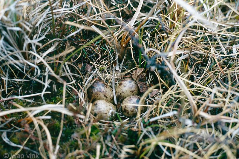 Dunlin - Bonte Strandloper - Calidris alpina