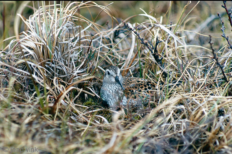 Dunlin - Bonte Strandloper - Calidris alpina
